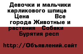 Девочки и мальчики карликового шпица  › Цена ­ 20 000 - Все города Животные и растения » Собаки   . Бурятия респ.